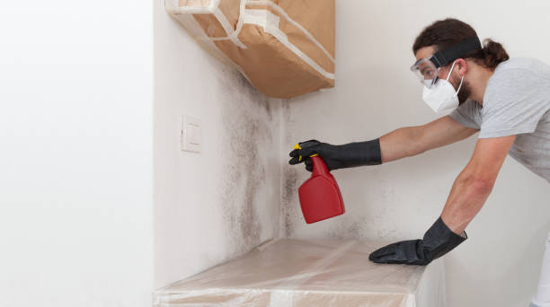 Professional Black Mold Remediation technician working in Micro, NC