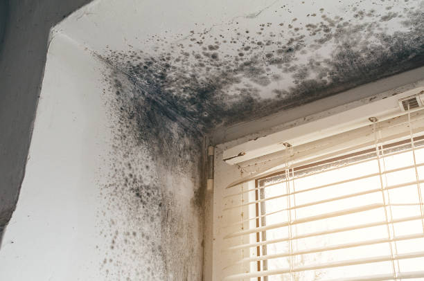 Affordable Black Mold Remediation solutions in Micro, NC