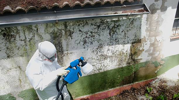 Top rated local Black Mold Remediation specialists in Micro, NC